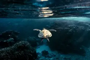 影视后期